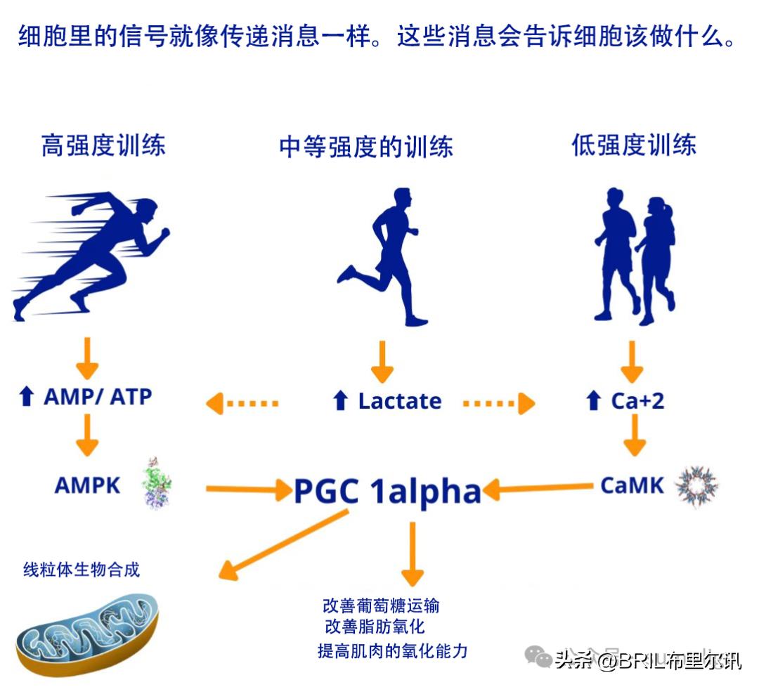 乳酸测试实验_乳酸运动试验_乳酸运动试验标准做法