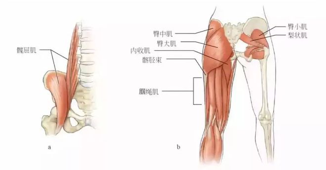 健身练腿器械_练腿健身器材_器材练腿健身的叫什么